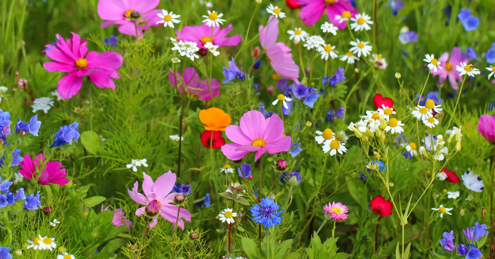 곰배령 방문 시 유의사항