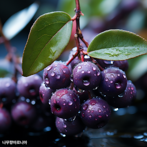 아로니아