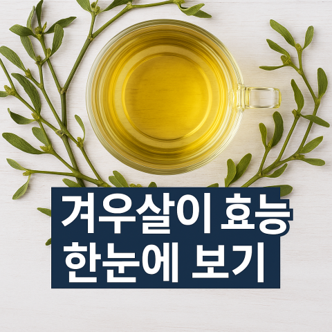 겨우살이 효능 한눈에 보기 건강 블로그 썸네일 이미지