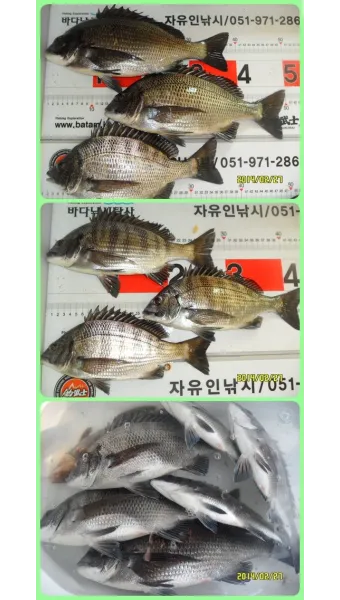 디낚 점주 조황 전국 바다낚시 출조 꿀팁_4