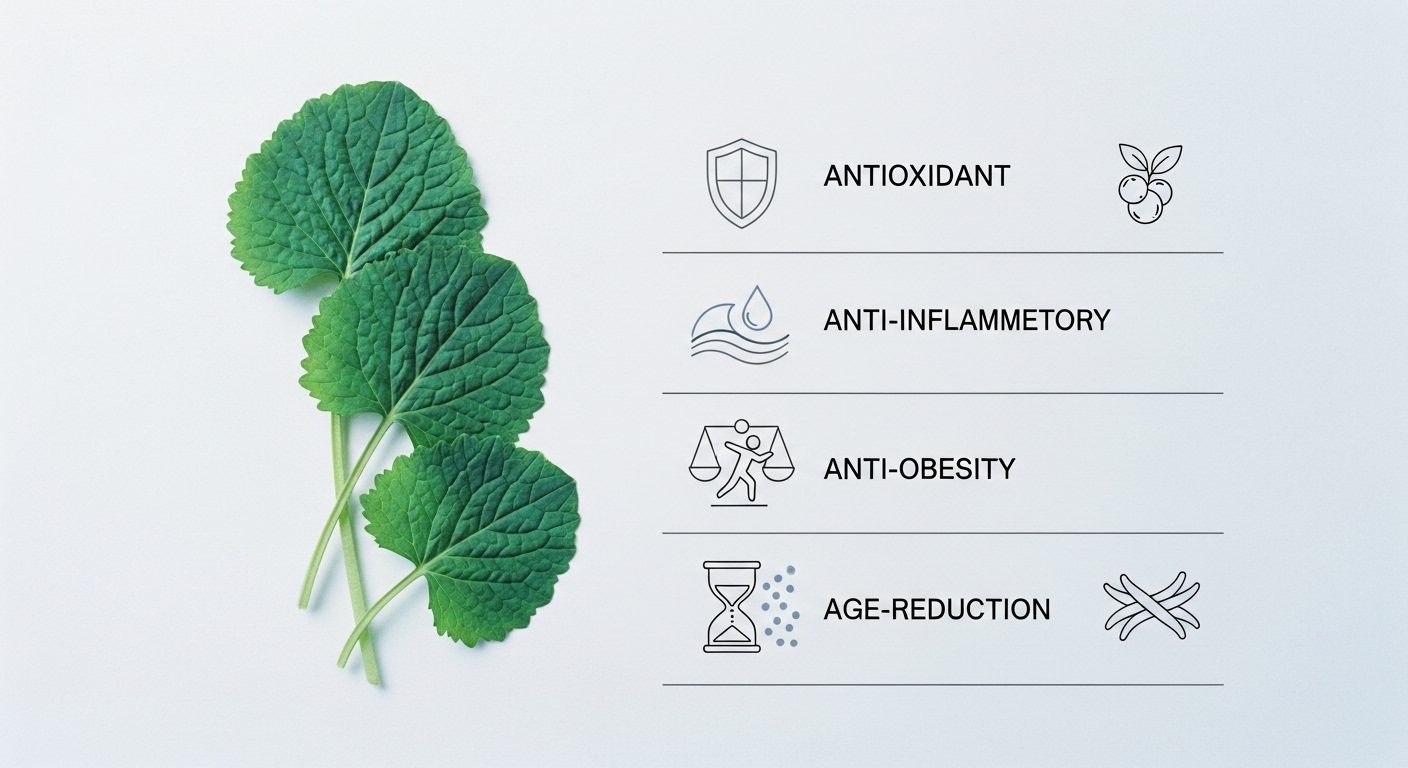와사비잎에-있는-항산화-하염증-항비만-AGE-감소-효과를-보여주고-있습니다.