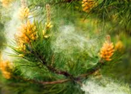 송화가루 시기와 꽃가루지수 확인 사이트 &amp;#124; 꽃가루 알레르기 증상 3가지 