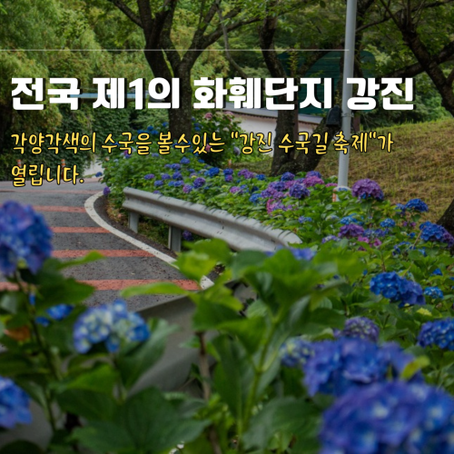 강진_수국길_축제