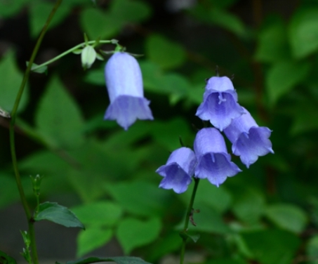 가을에 피는 꽃 금강초롱꽃