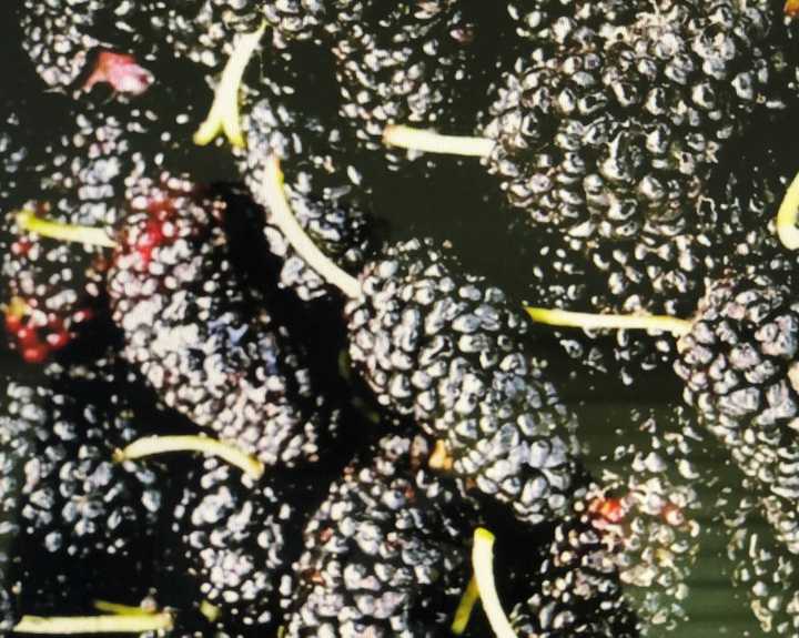 수확한-오디열매