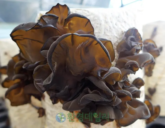 목이버섯 재배 원목 재배 수분 관리 위생 관리_3