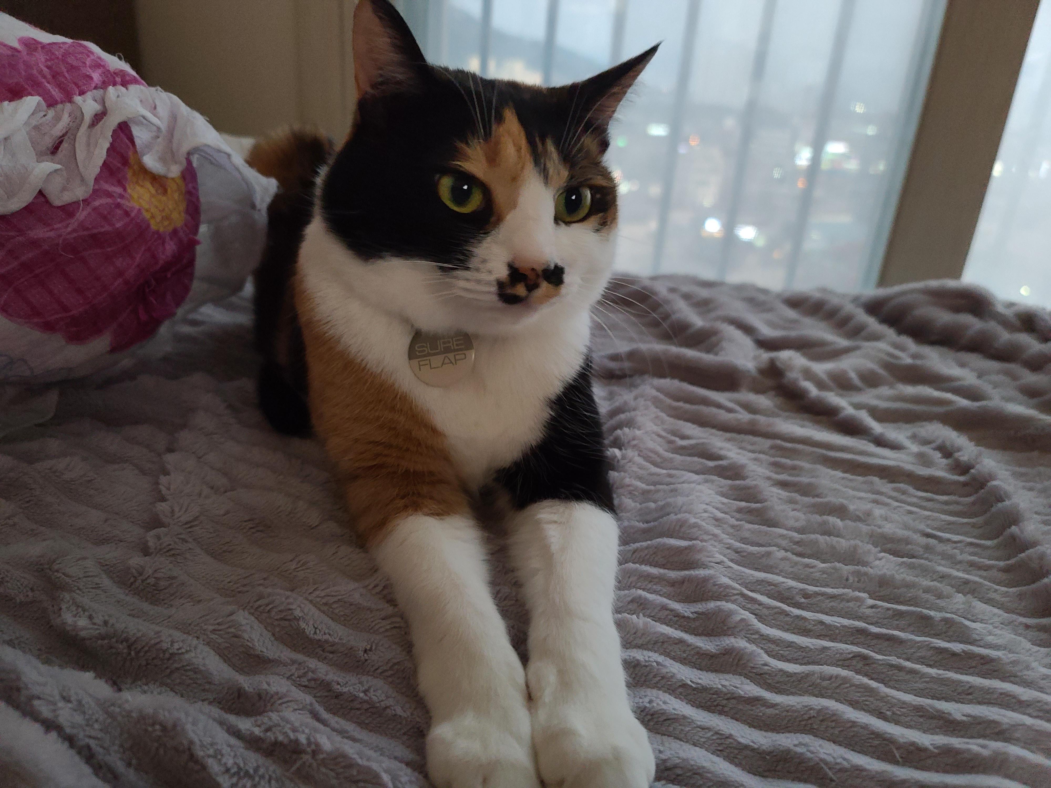 우리집 달달한 고양이 커플. 다다는 호야바라기.