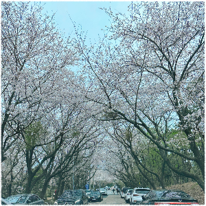 황령산벚꽃길