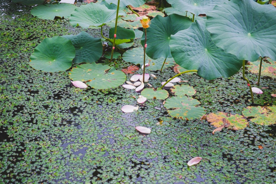 문경 주암정 연꽃과 능소화 명소, 6월~7월 인생샷 코스 정리