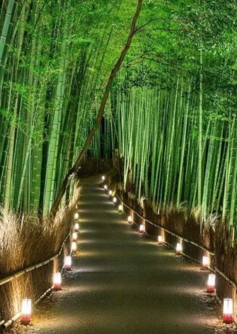 담양 대나무축제 