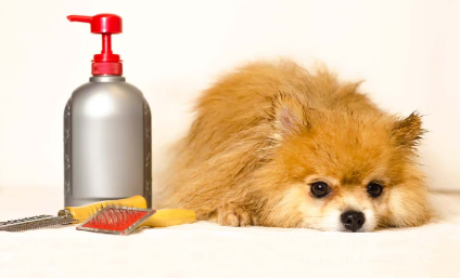 샴푸와 개 질병 치료.