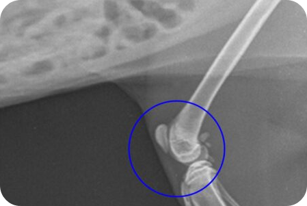 강아지 슬개골 탈구: 증상, 치료, 예방법 총정리