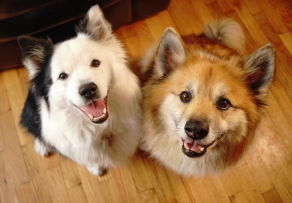 개의 탈모가 심할 때 생길 수 있는 질병 특정 털 색깔만 빠지는 경우.