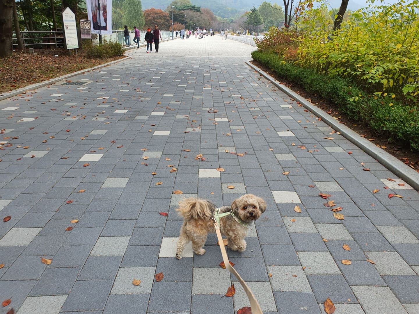 서울대공원과 강아지