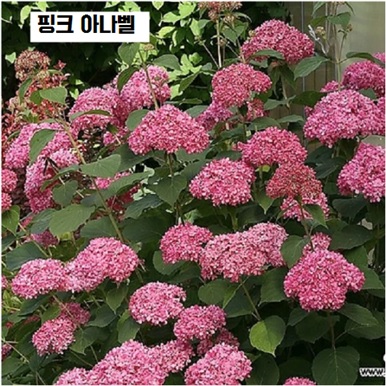 핑크아나벨