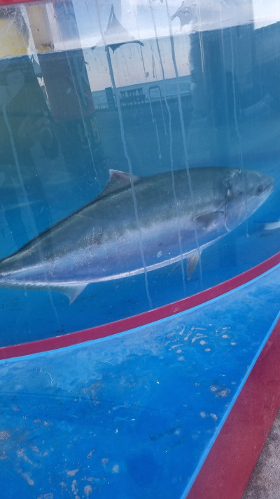 강구항 맛집 대방어 해녀물회 방문 내돈내산 후기