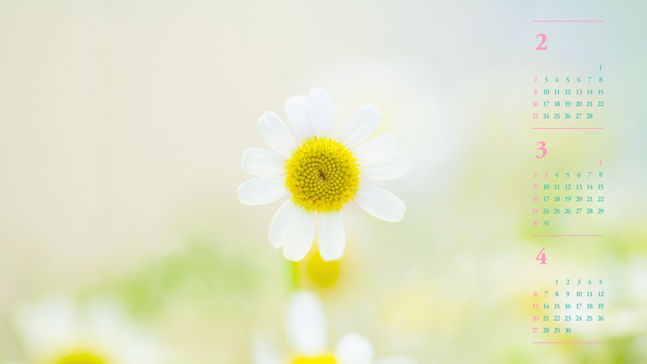 03 봄꽃 B - 2025년3월 노트북배경화면