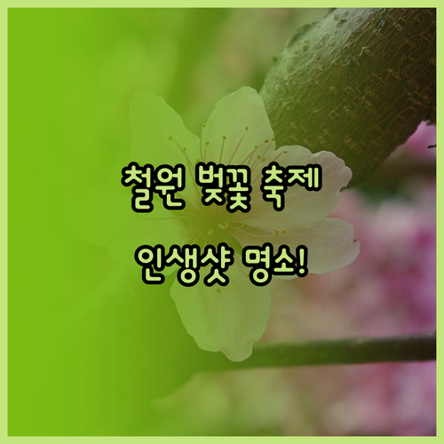 2026년 철원 벚꽃 축제 일정과 가..