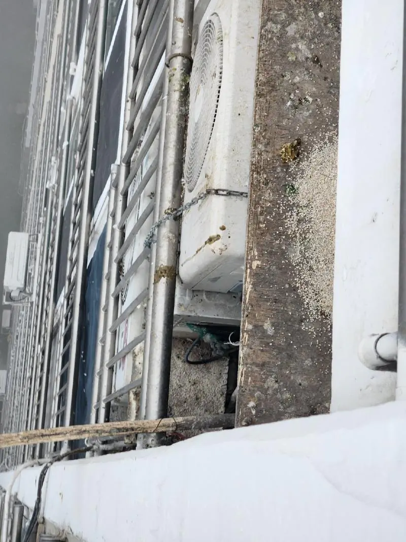 아파트 비둘기 똥 피해