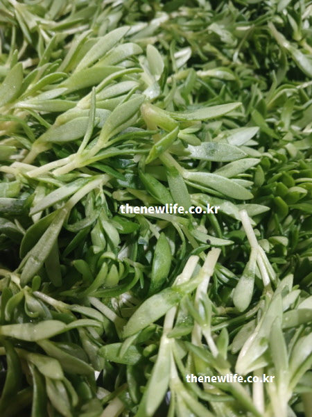 열에 약한 비타민 C 보호를 위해 익히지 않고 생으로 준비한 신선한 돌나물 확대 사진