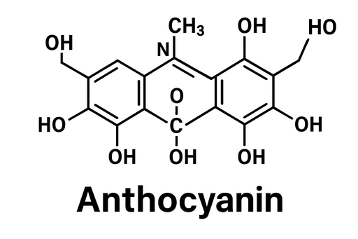안토시아닌