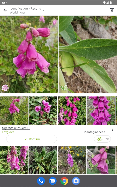 꽃 이름 찾기 어플, PlantNet Plant Identification