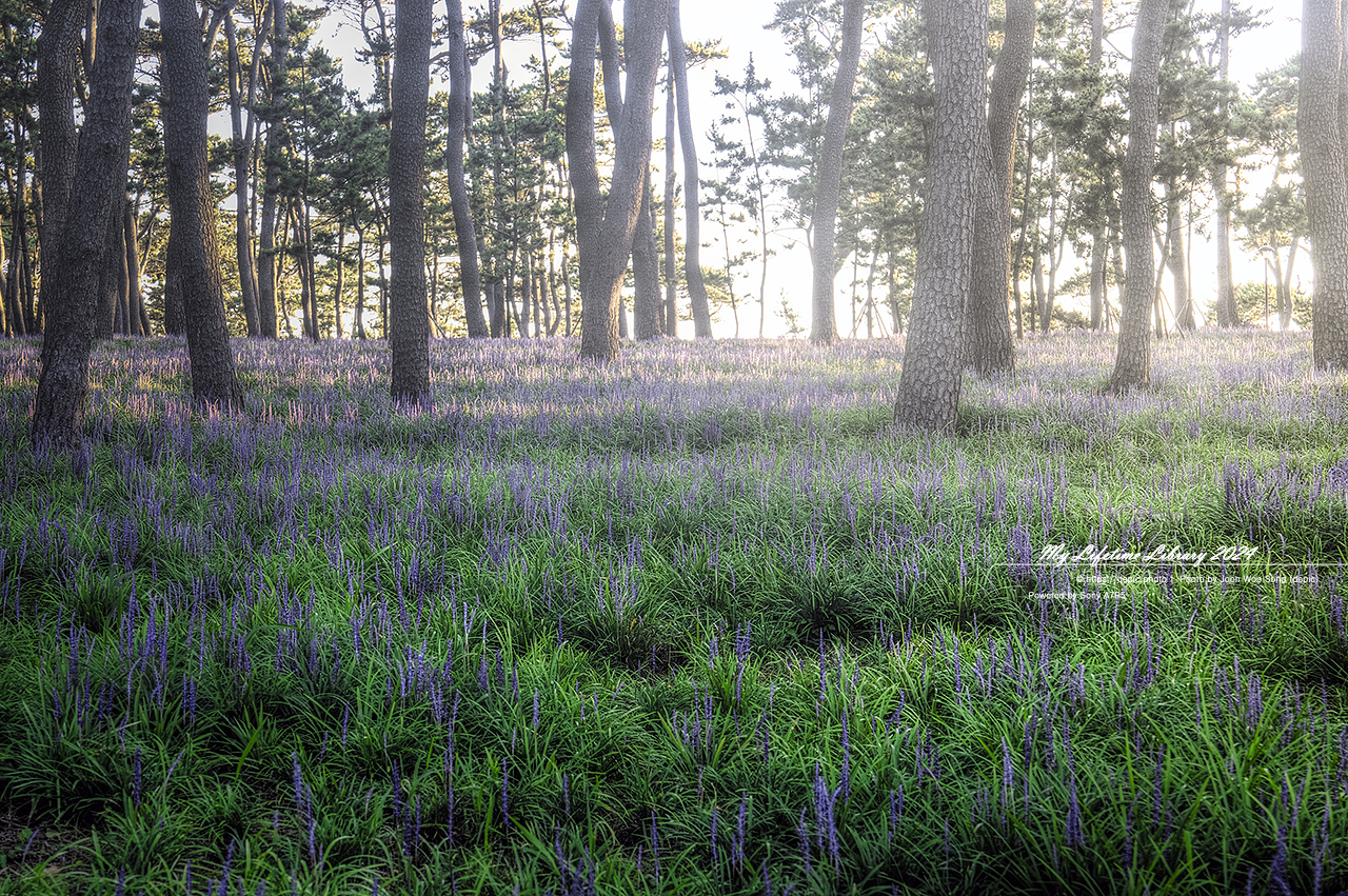 울산 대왕암공원 맥문동