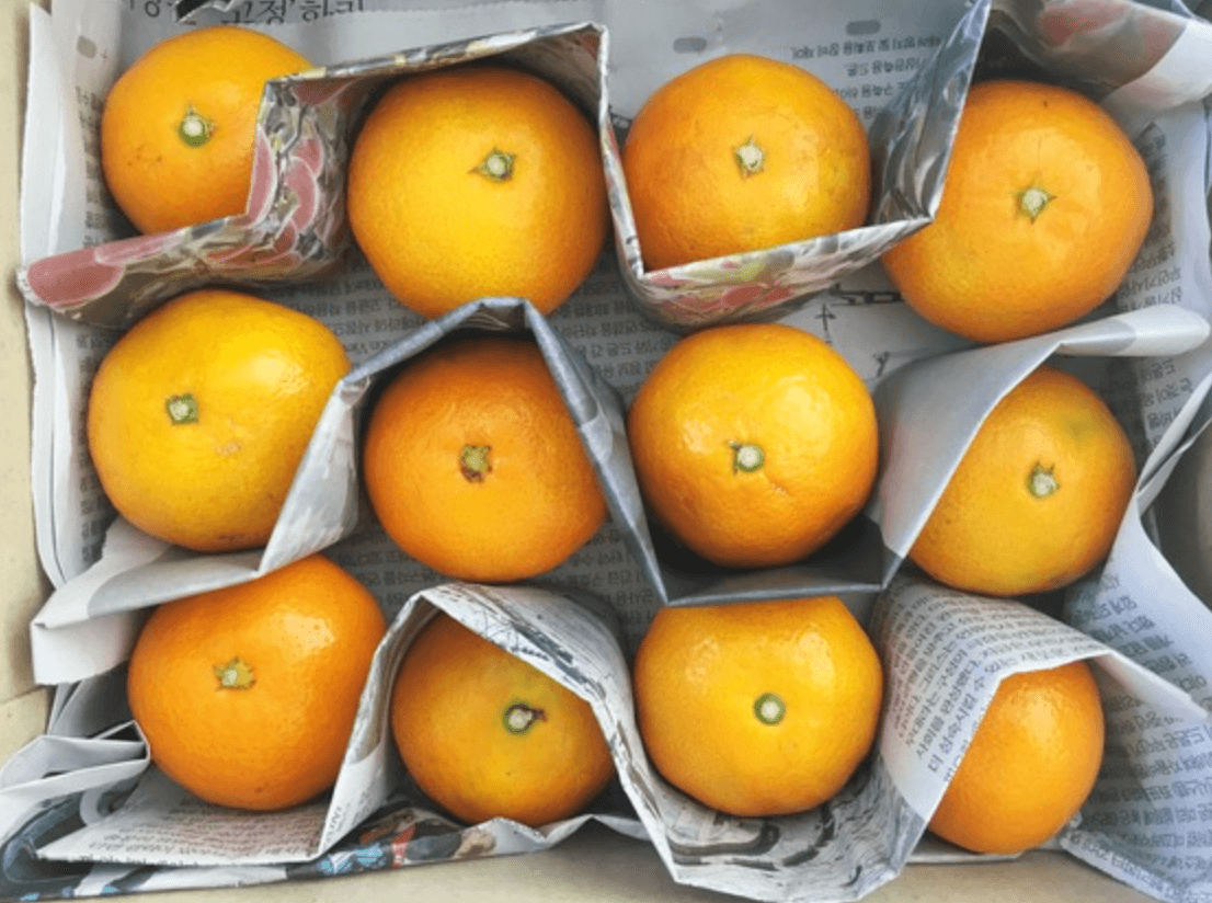 [겨울철 별미] 간단명료! 감귤의 종류 및 보관방법