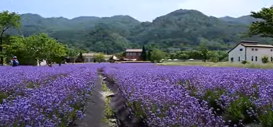 라벤더팜 여행