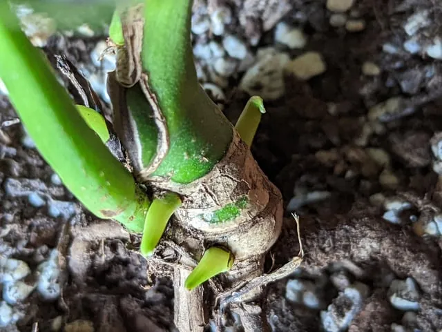 펄라이트 흙 배합 통기성향상 과습방지 실내식물 건강 업그레이드_4