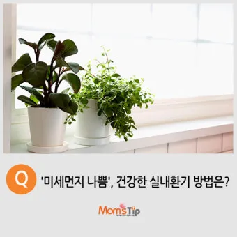 실내화분 환기 요령 미세먼지 많은날 창문관리 공기청정기 병행 팁_12