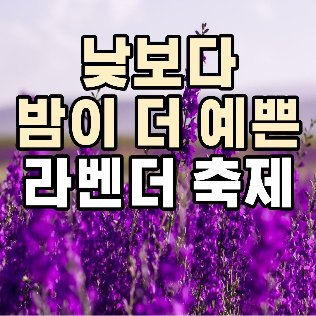 무릉별유천지 라벤더축제 2026 야간개장과 보랏빛 라벤더 정원 풍경