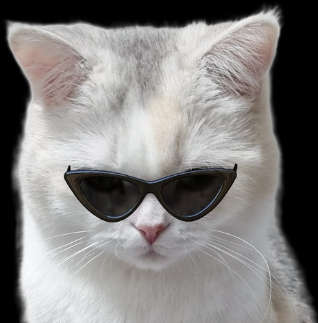 첫째 냥이 향이