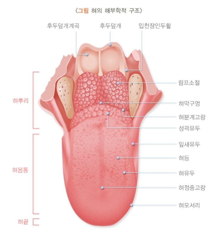 혀