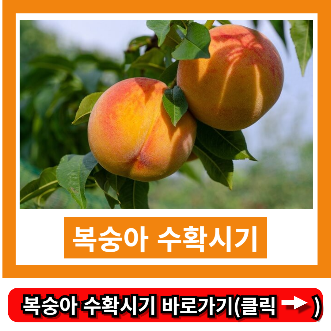 복숭아 수확시기