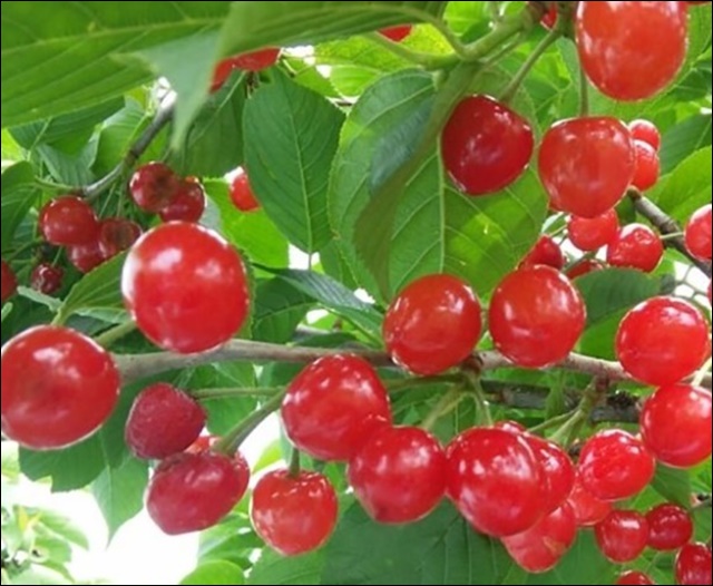 앵두 효능 11가지 알아본다면