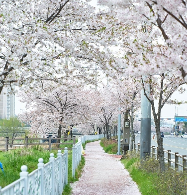 전주천 벚꽃길