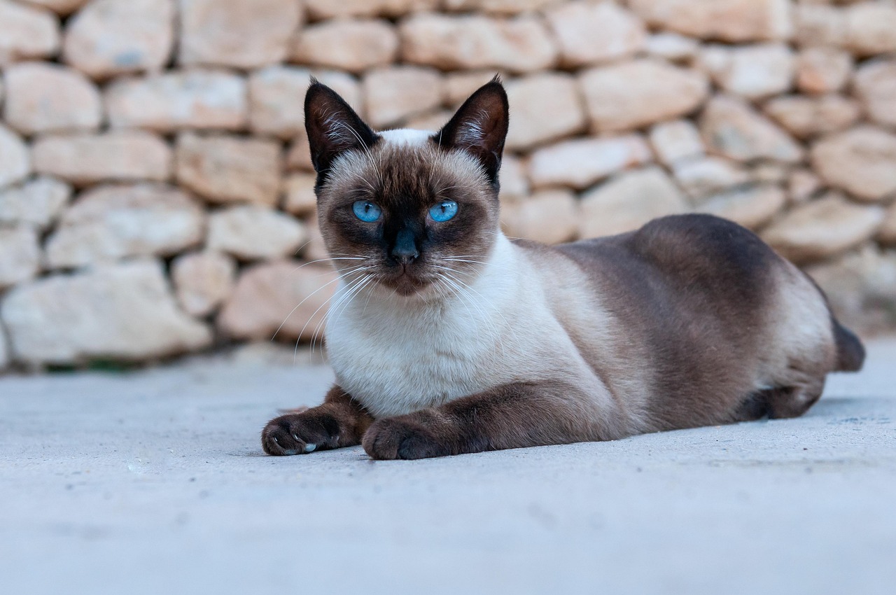 샴 고양이 사진