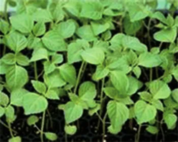 들깨 재배 직파 재배 병충해 관리 질소 과다 주의_7