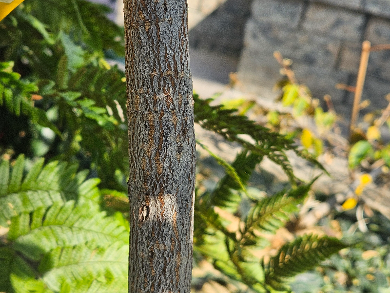 다정큼나무 수피2