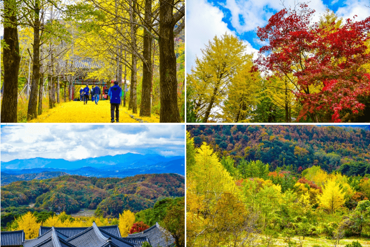 2024 단풍절정시기 지도 명소 설악산 축제 가을 지역별 시기 정보 화담숲 단풍