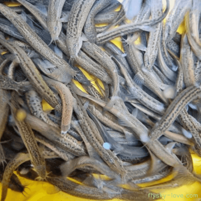 보양식 미꾸라지