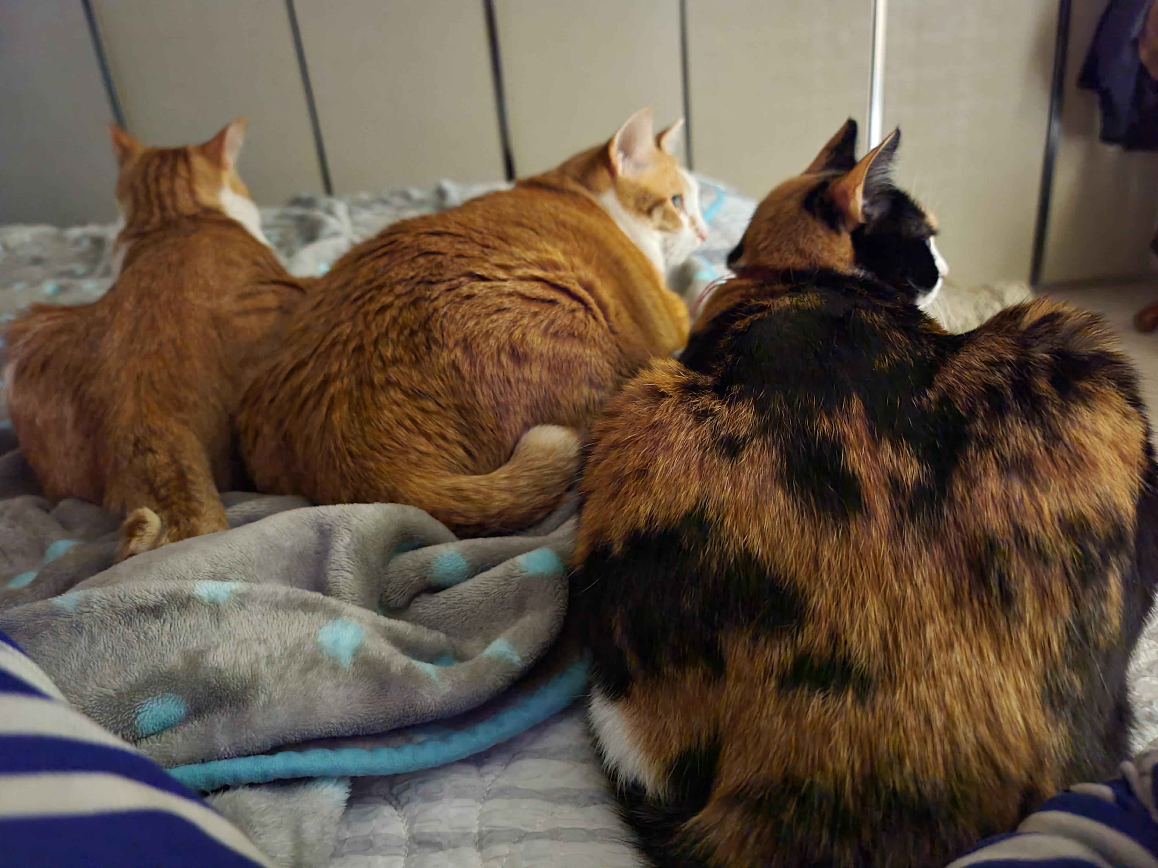 내 주변 고양이들