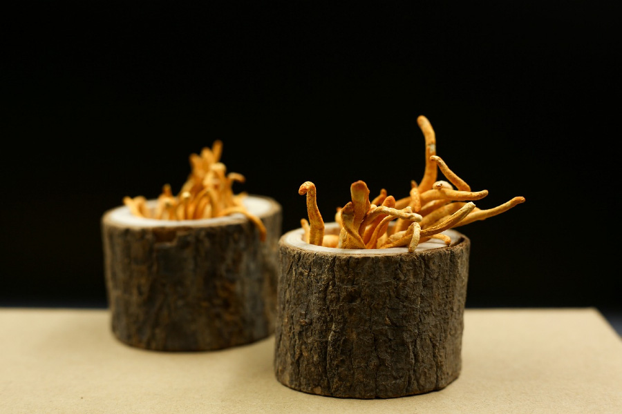 야생에서 채취를 한 동충하초를 작고 동그란 나무토막에 구멍을 파고 그 속에 넣어서 키우고 있는 것을 하얀 바닥 위에 2개 놓아두고 찍은 사진