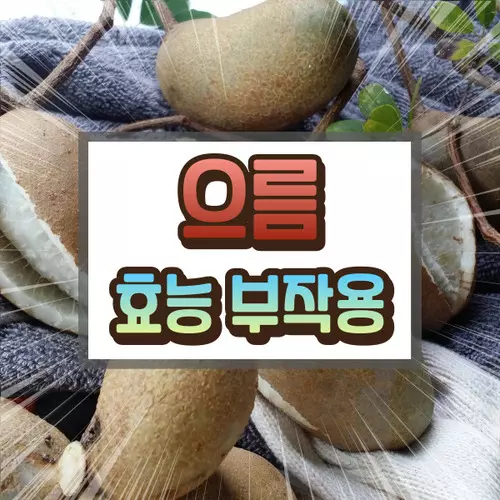 으름 효능 부작용