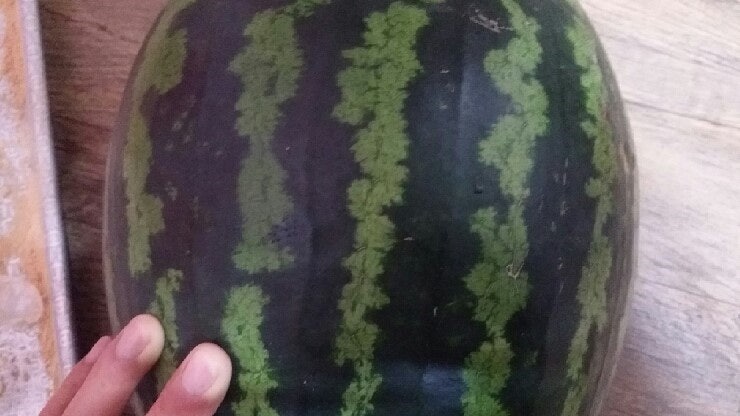 수박-검은띠힘줄체크