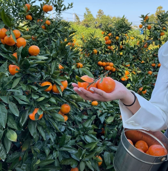 오늘n 동물카페 제주 어린왕자감귤밭