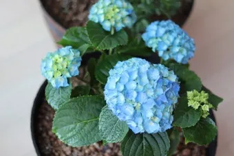 수국 키우는법 개화시기 삽목시기 가지치기 화분 물주기_15