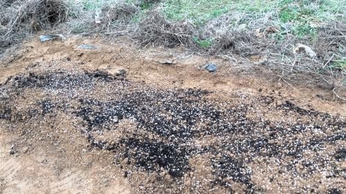 맷돌호박/늙은호박-재배-씨앗-파종시기-심는시기-수확시기-거름주기-밑거름-웃거름