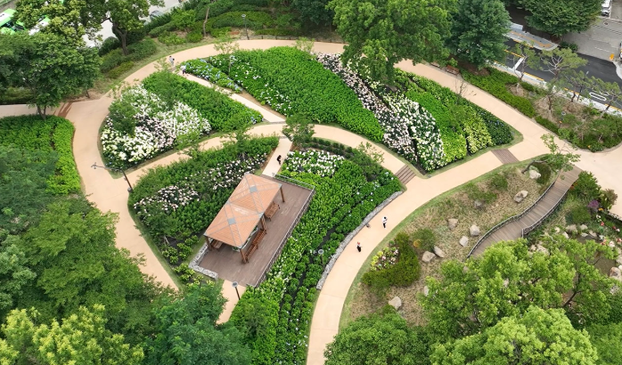 서울 도심 속 수국 명소, 초안산 수국동산 완전정복!